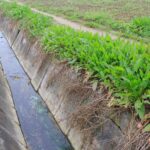 Installing French Drains